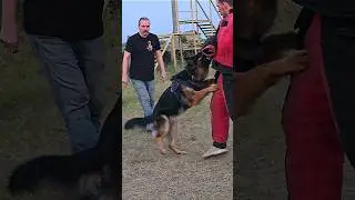🎯‼️Крутой Цербер #ODESSADAIBERG Дрессировка овчарки ДАЙБЕРГ Одесса 2024