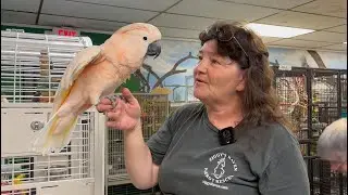 The Story of Ziggy's Haven: A Parrot Paradise