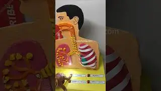 human lungs - respiratory working model led lights and balloons - science exhibition | howtofunda