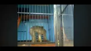 Обезьяна дрочит под трек со мной воюет сатана
