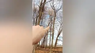 Exploring the Forest of DEAD Branches!