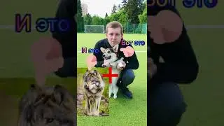 Что получится, если совместить волка и корги? Коргиволк | Корги Луна из Тик Ток 