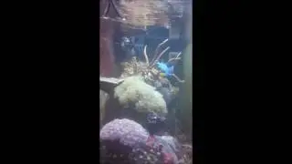 reef life 9