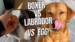 Boxer vs Labrador vs egg!
