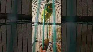 Милка Лунтик видео обзор. Для Подписчиков и для всех кто нас смотрет#parrot