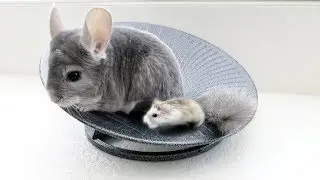 Chinchilla & Hamster Take Turns Spinning
