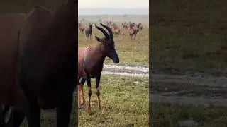 Topi herd standstill during rain