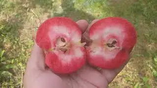 Яблоня красномясая сорт осенний Цирцея(Apple Circe). Дегустация