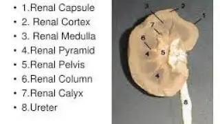Dissection of kidney 