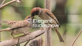 Elegant Slideshow Template (AE)