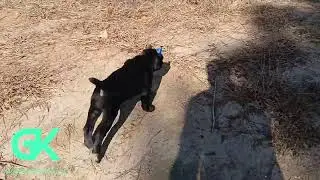 Cane Corso Pup In Texas..