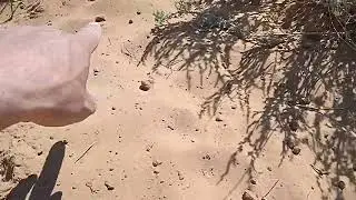 Нашел лисьи норы