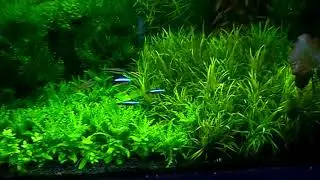 #Aquarium