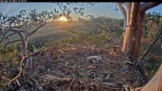 REPLAY☀️🦅ПОВТОР 19/9/23 2/2 Eastern Imperial Eagles Altyn & Altynai☀️🦅Солнечные Орлы Алтын и Алтынай