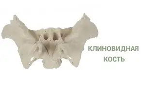 Клиновидная кость