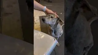 This homeless dog started crying after he was fed ❤️