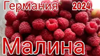 ГЕРМАНИЯ 2024. МАЛИНЫ МНОГО КАК ВСЕГДА.