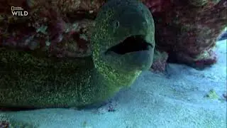 Как на мурену (сем. Мурениды — Muraenidae) охотится Желтогубый плоскохвост (Laticauda colubrina) ?