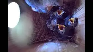 Bluebirds Square Peg Round Hole