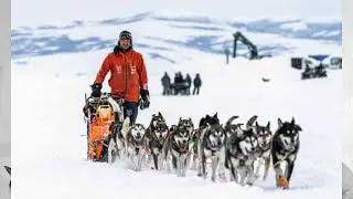IDITAROD, la CORSA di CANI più famosa al MONDO
