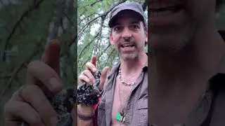 Kingsnake 