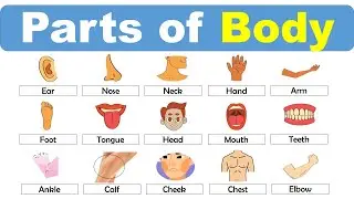 Body Parts English Vocabulary | Basic English Course