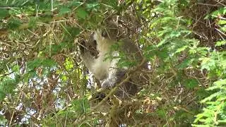 Vervet Monkey