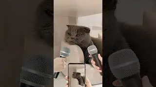 Подводим итоги года 😂 #котбарон