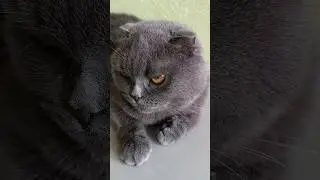 Не розслабляйся 😂 #catsofyoutube #смішнівідео #scottishfold