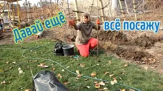 Мыши? Крысы? Кроты? / Туман / Обновляю сад /  Сажаю кусты/