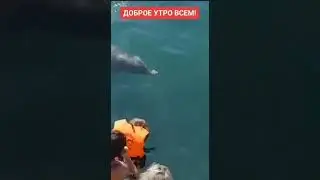 Дельфин удивительным образом радуется жизни и радует людей ￼