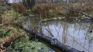 Охота на утку.Утро и вечер. Duck hunting.Morning and evening.
