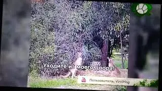 Звериный репортёр кенгуру хулиганы