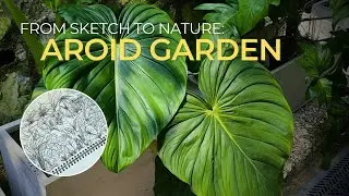 From Sketch to Nature: Aroid Garden at Sunsan Bake Cafe