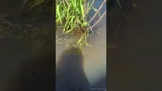 Щука на жерлице #shorts