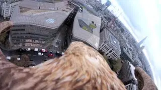 An Eagle Flies from St Paul's Cathedral by Sony Action Cam mini