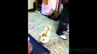 Мега прикол! Лучшая кошка защитник!!