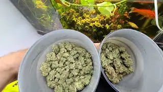 Sour Diesel Plant Final Weight & Close ups! Fimmed vs Topped