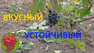 @Виноград Бруно  Хранение на кусту  16 октября  Виноград 2021