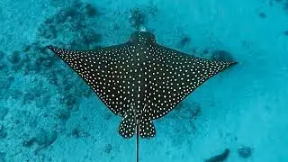 UP CLOSE! White Spotted Eagle Ray!