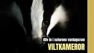 Kliv in i naturens vardagsrum : En guide om viltkameror.