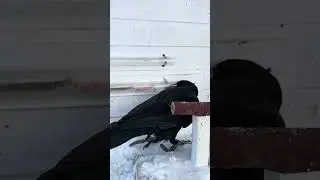 #воронгоша