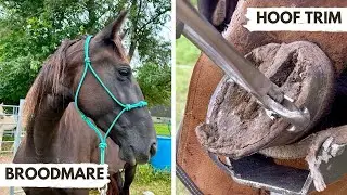 First Trim for a Tennessee Walker After Foaling #farrier #horse #oddlysatisfying #satisfying