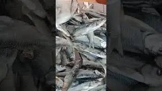 Fish for beer 👍