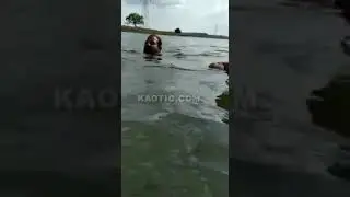 Guy attacked by crocodile while swimming!