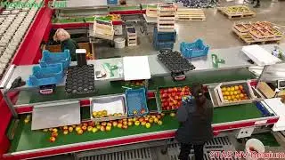 Wolfcarius Apples grading solution
