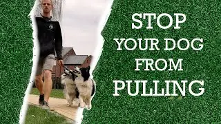 Dog training 101: How to teach your dog not to pull on leash