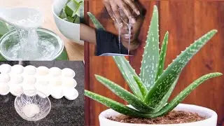 How To Make Aloe Vera Gel And Store It For Months //DIY Homemade ALOE VERA GEL