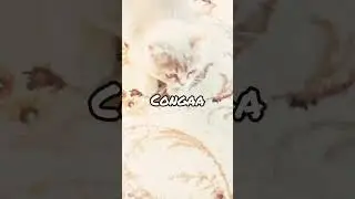 мне похоже лень писать слово conga 😅 