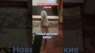 Смешная озвучка кошек 🤣 Новые русские бабки. 